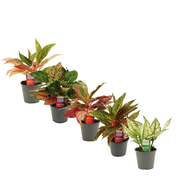 <h4>Aglaonema special mix 12 cm</h4>