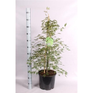 Acer Palmatum 'Dissectum'