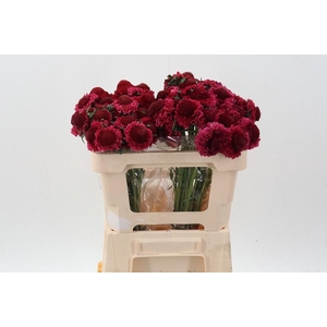 Scab At F Dark Cherry Scoop