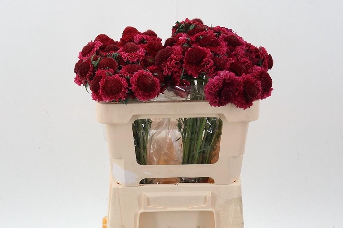 <h4>Scab At F Dark Cherry Scoop</h4>