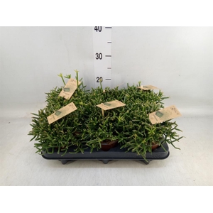 Rhipsalis burchellii