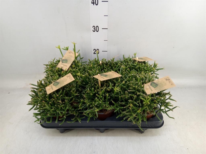 <h4>Rhipsalis burchellii</h4>