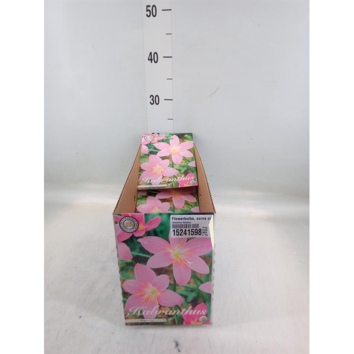 <h4>Flowerbulbs, corns or tubers   ...</h4>