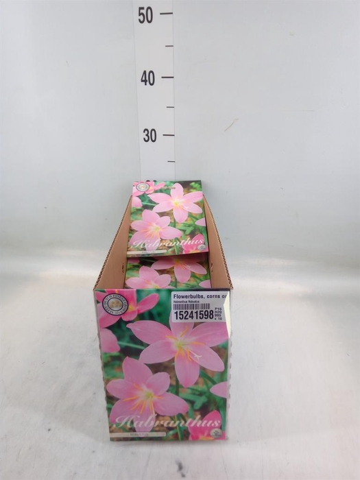 <h4>Flowerbulbs, corns or tubers   ...</h4>