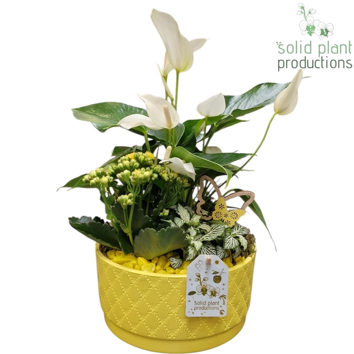 <h4>AT003 Loes Yellow Anthurium</h4>