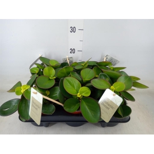 Peperomia clusiifolia 'Red Margin'