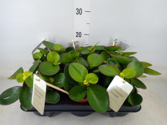 <h4>Peperomia clusiifolia 'Red Margin'</h4>