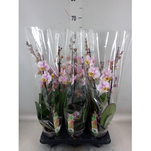 Phalaenopsis  'Corolla Beach'