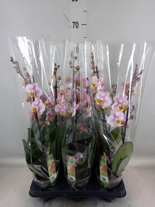<h4>Phalaenopsis 'Corolla Beach'</h4>