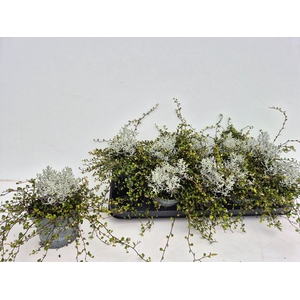 LEUCOPH BROWNII