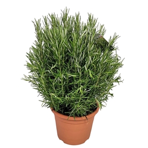 Rosmarinus Officinalis Bush - 1154
