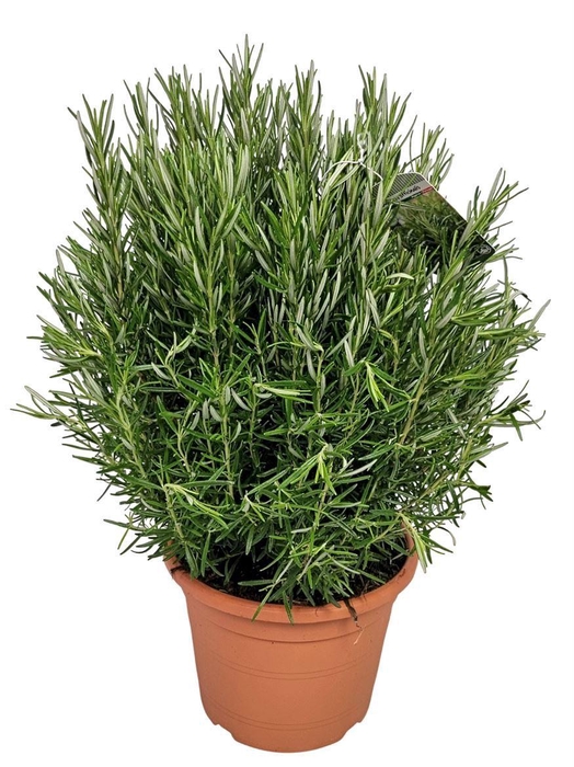 <h4>Rosmarinus Officinalis Bush - 1154</h4>