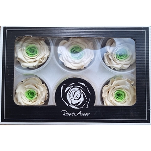 Preserved Rosa White-Gr LL BIC 18
