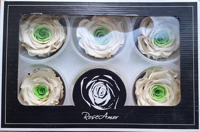 <h4>Preserved Rosa White-Gr LL BIC 18</h4>