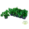 Epipremnum Aureum