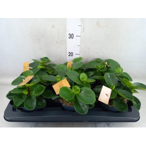 Peperomia obt. 'Red Canyon'