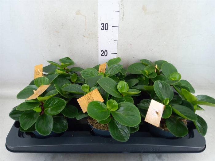<h4>Peperomia obt. 'Red Canyon'</h4>