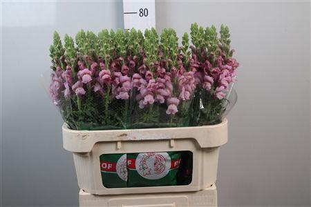 <h4>Antir Poto Lavender</h4>