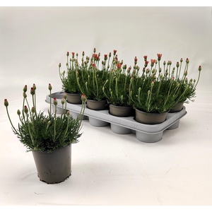 Rhodan H Zagora Oran