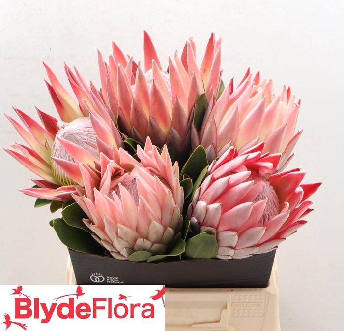 <h4>PROTEA CYNAROIDES</h4>
