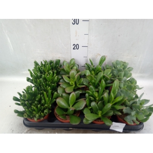 Crassula   ...mix