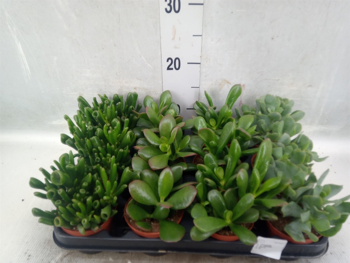 <h4>Crassula   ...mix</h4>