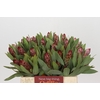 Protea Robijn