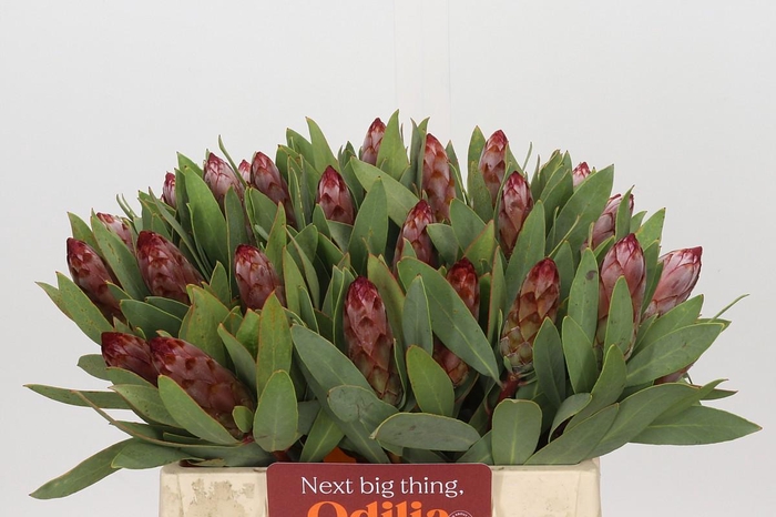 Protea Robijn