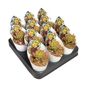 Sedum Pachyphyllum Potcover