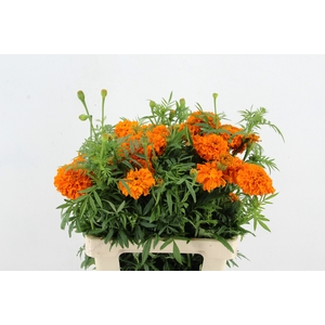 TAG E PROMISE ORANGE