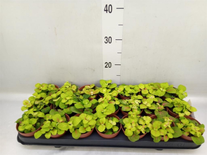 <h4>Fittonia   ...</h4>