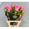 Campanula Medium Champion Pink