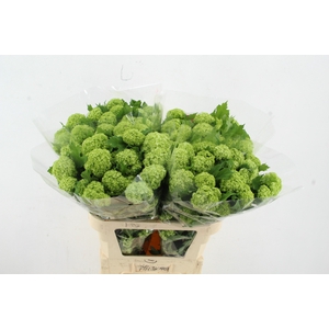 VIBURNUM ROSEUM ST 4+