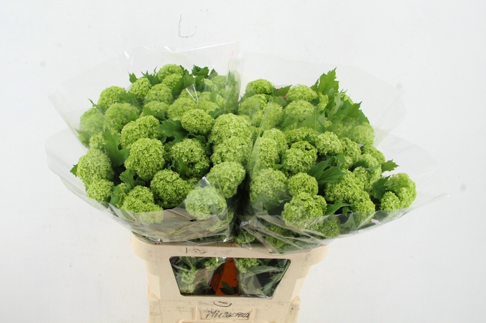 <h4>VIBURNUM ROSEUM ST 4+</h4>