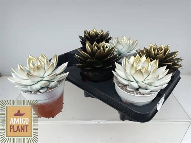 <h4>ECHEV MIRANDA</h4>