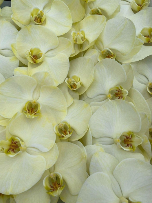 <h4>Phalaenopsis</h4>