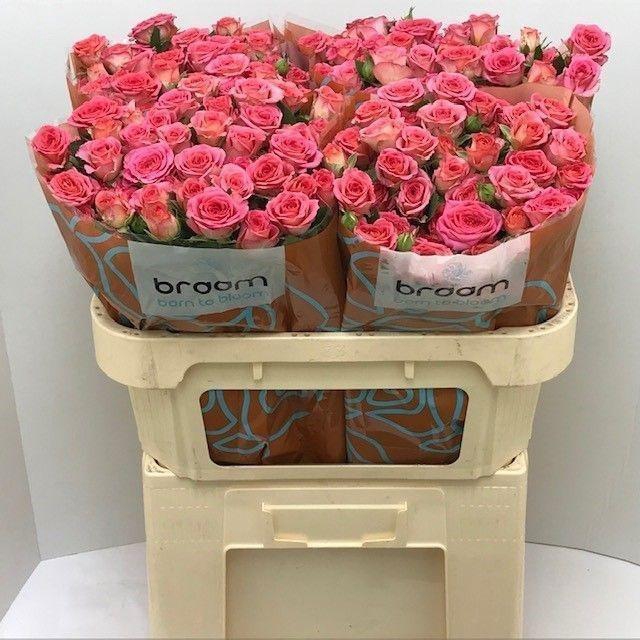 <h4>ROSA TR 'CHIMO'</h4>