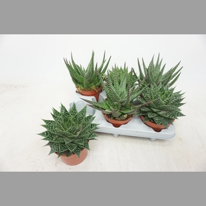 ALOE GEM