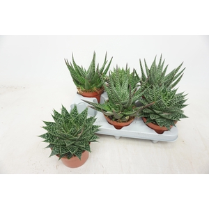 ALOE GEM