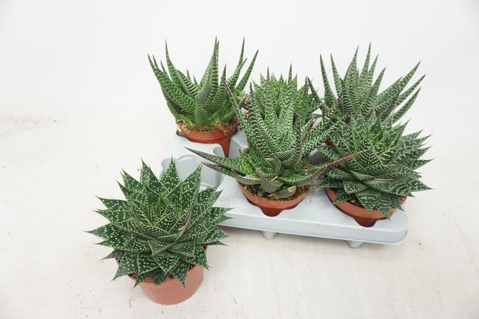 <h4>Aloe Gem</h4>
