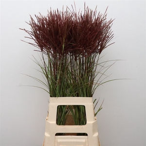 Miscanthus Rotfeder