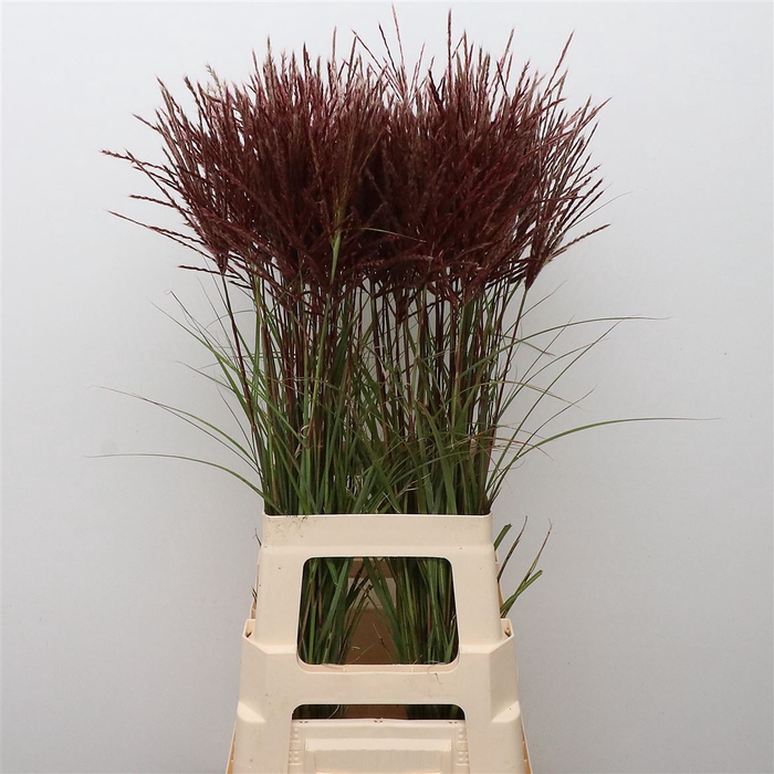 <h4>Miscanthus Rotfeder</h4>