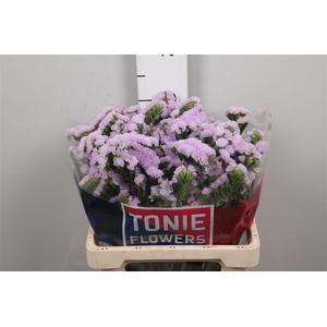 Lim S Tessa Lavender