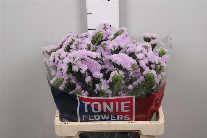 <h4>Lim S Tessa Lavender</h4>