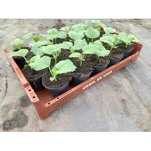 de Gier Groenteplanten 363 Meloen Galia - 20 planten