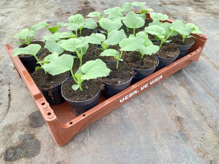 <h4>de Gier Groenteplanten 363 Meloen Galia - 20 planten</h4>