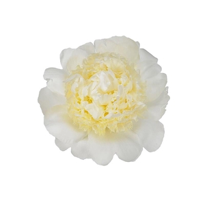 Paeonia Bridal Gown