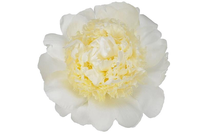 <h4>Paeonia Bridal Gown</h4>