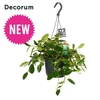 Peperomia 'Smaragd' NEW