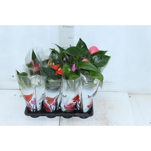 ANTHURIUM VARIADO P06
